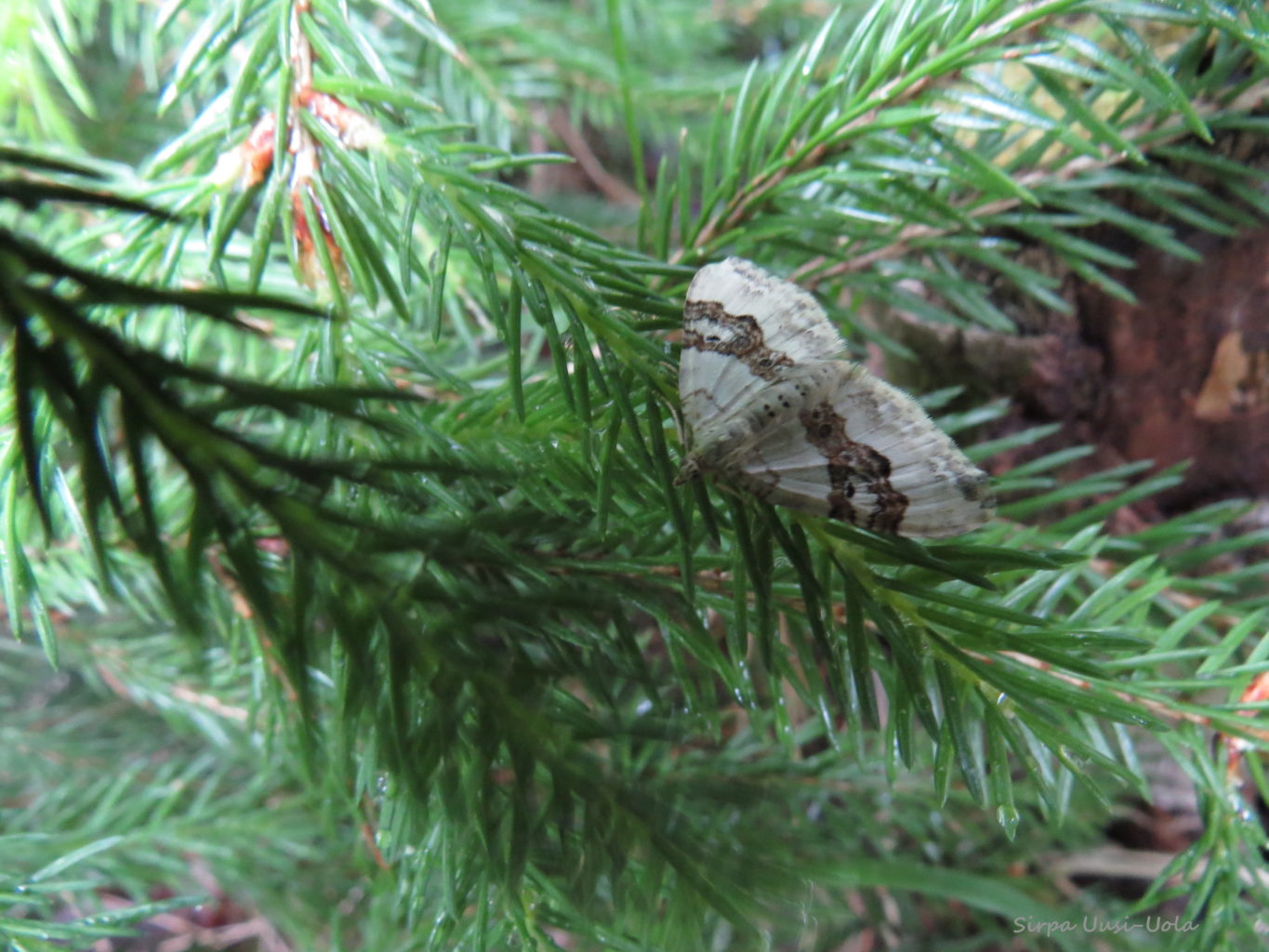 Valokuvaaja: Sirpa Uusi-Uola