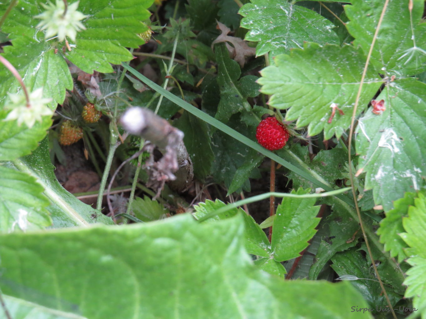 Valokuvaaja: Sirpa Uusi-Uola