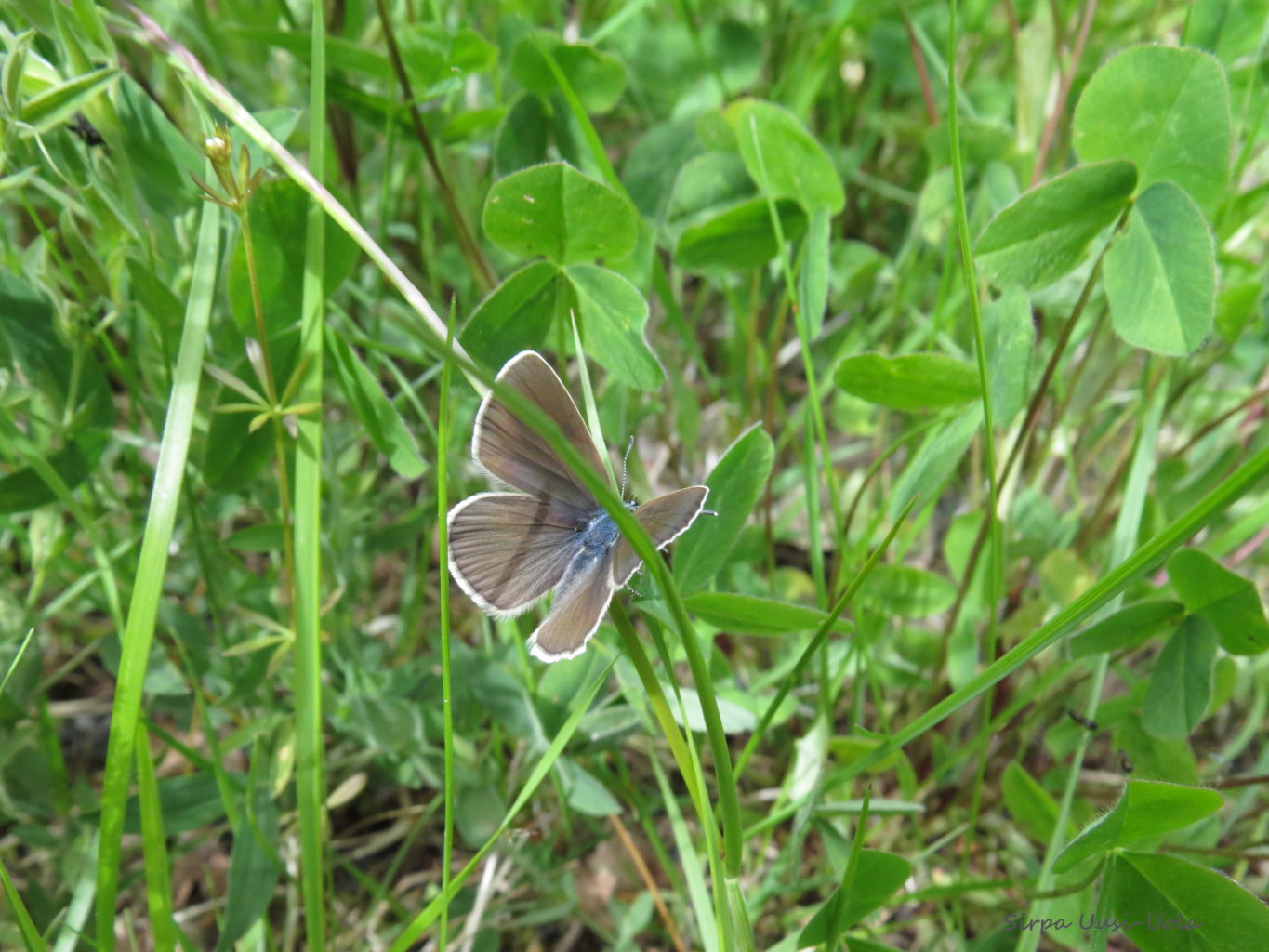 Valokuvaaja: Sirpa Uusi-Uola