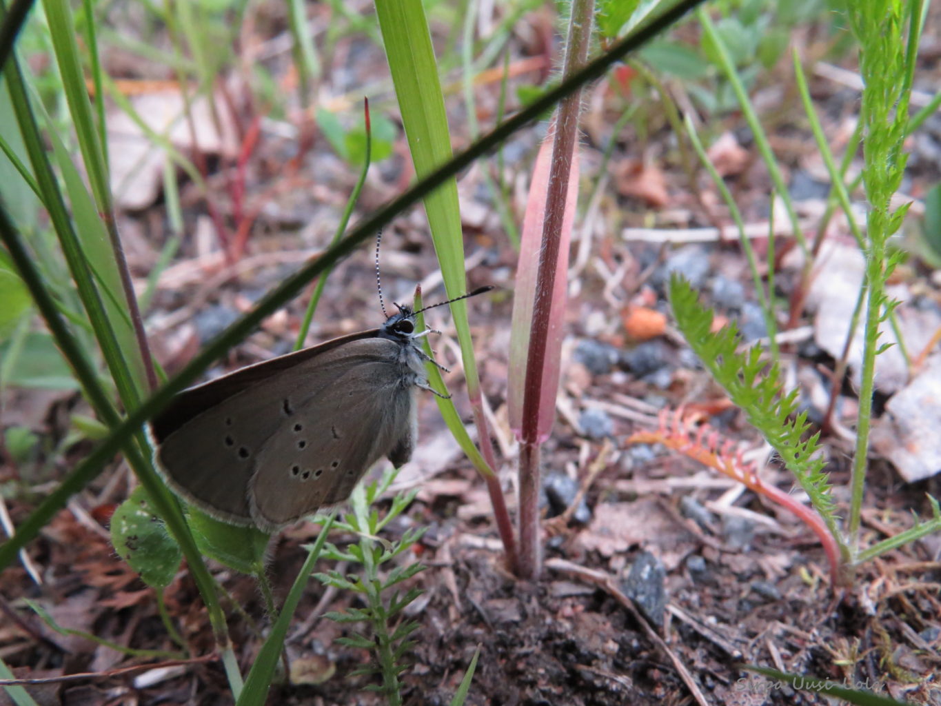 Valokuvaaja: Sirpa Uusi-Uola