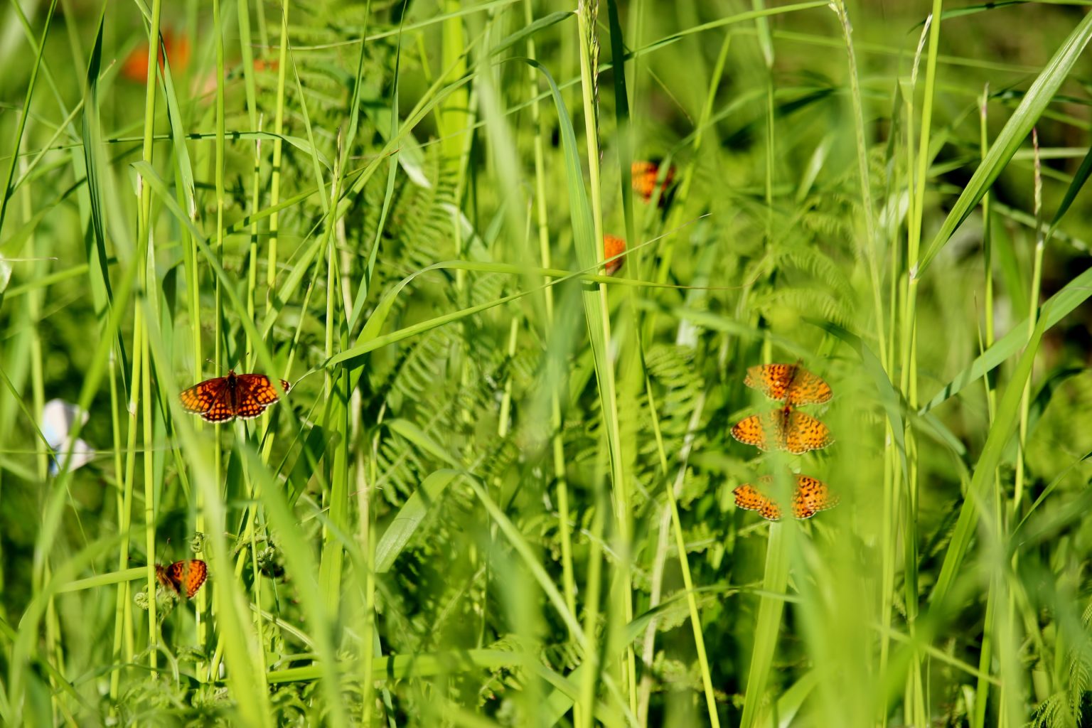 Valokuvaaja: Tuulikki Piikkilä