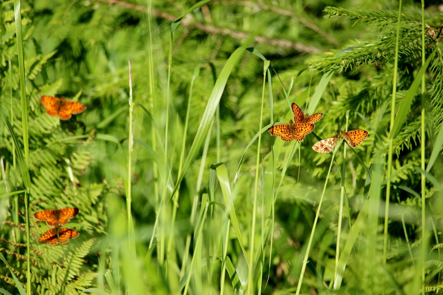 Valokuvaaja: Tuulikki Piikkilä