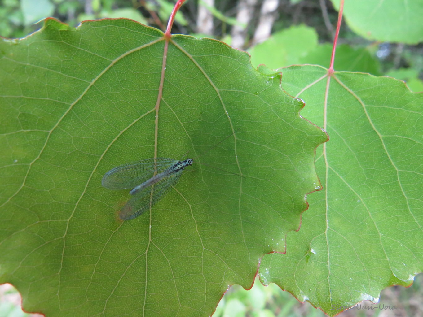 Valokuvaaja: Sirpa Uusi-Uola