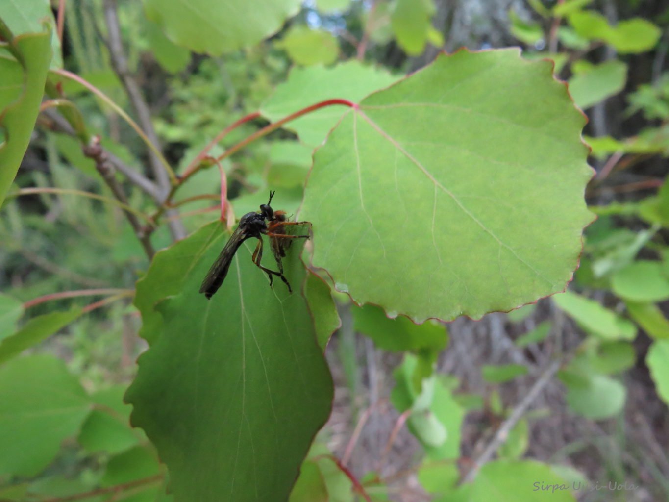 Valokuvaaja: Sirpa Uusi-Uola Valokuvaaja: Sirpa Uusi-Uola