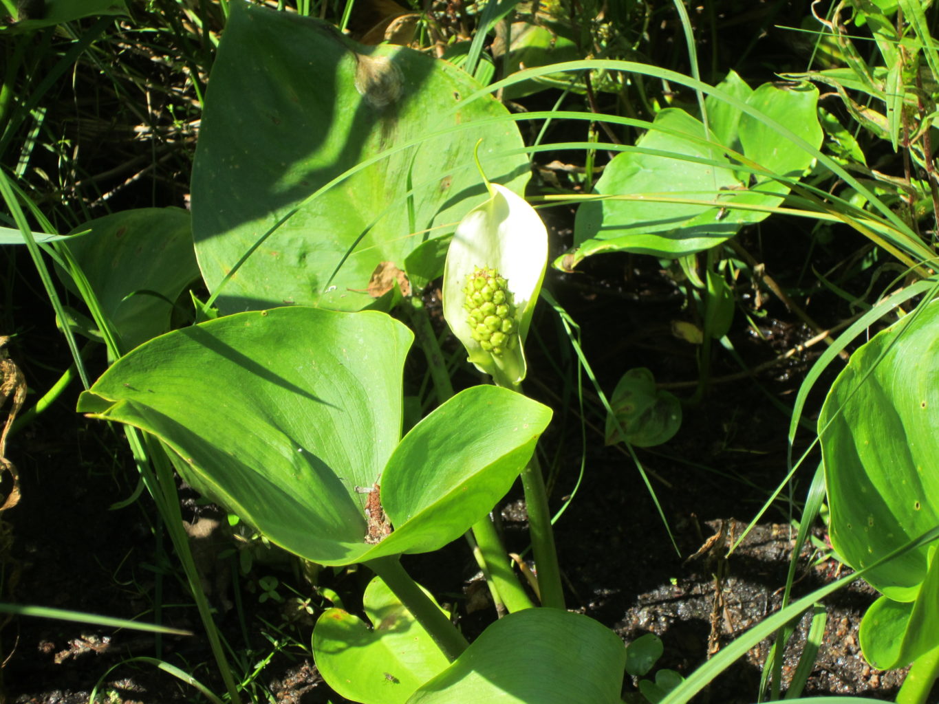 Valokuvaaja: Helena Valokuvaaja: Helena