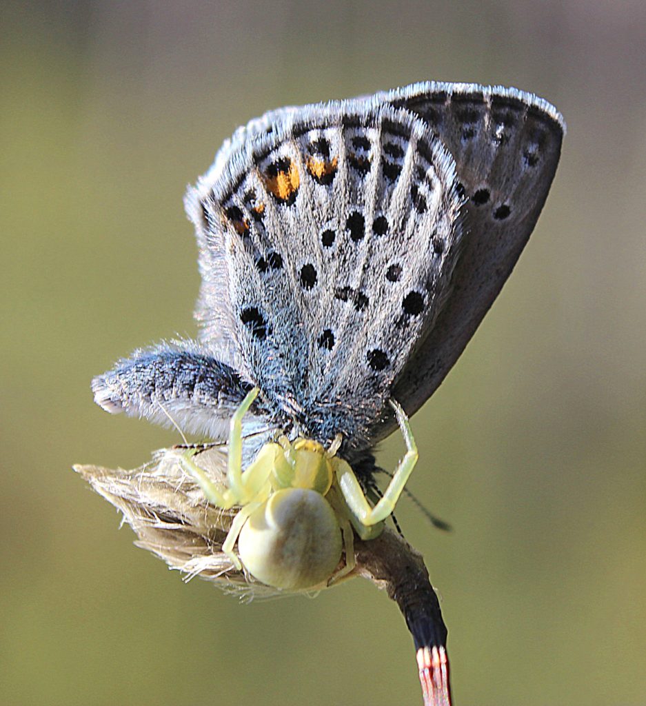 Valokuvaaja: Irja Lehtinen