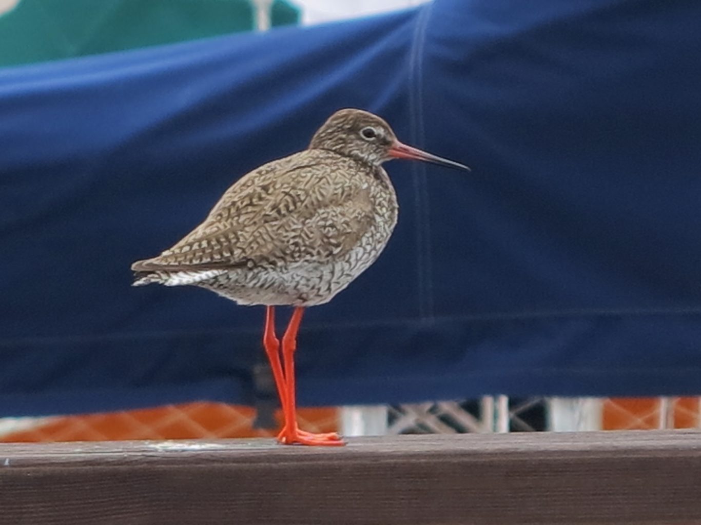 Valokuvaaja: Kyösti Romppanen