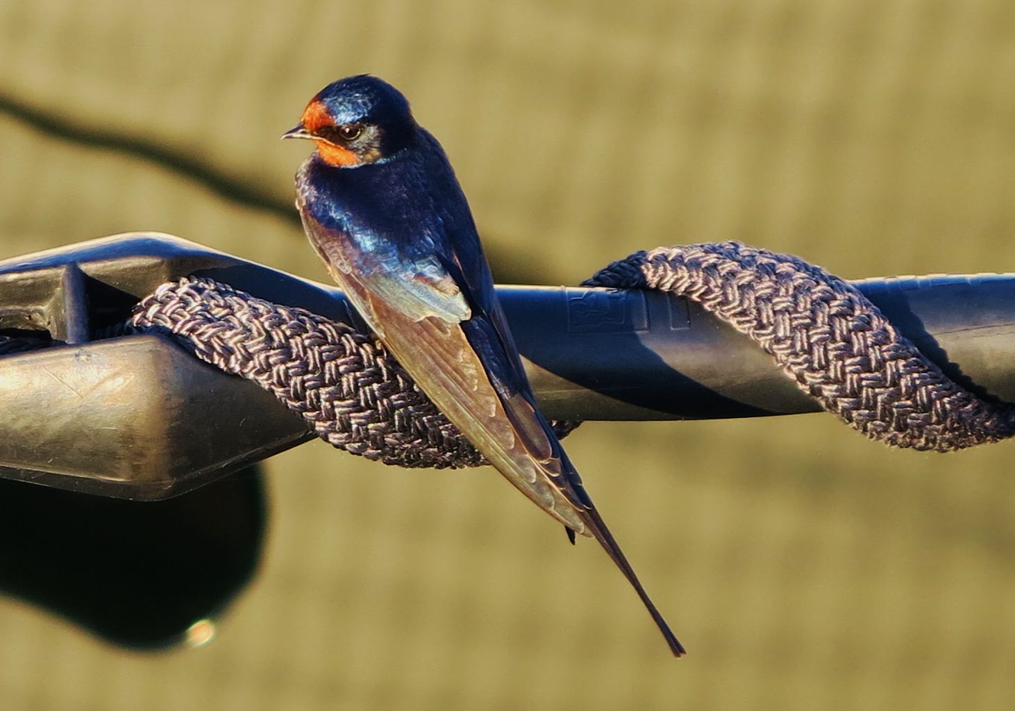 Valokuvaaja: Kyösti Romppanen