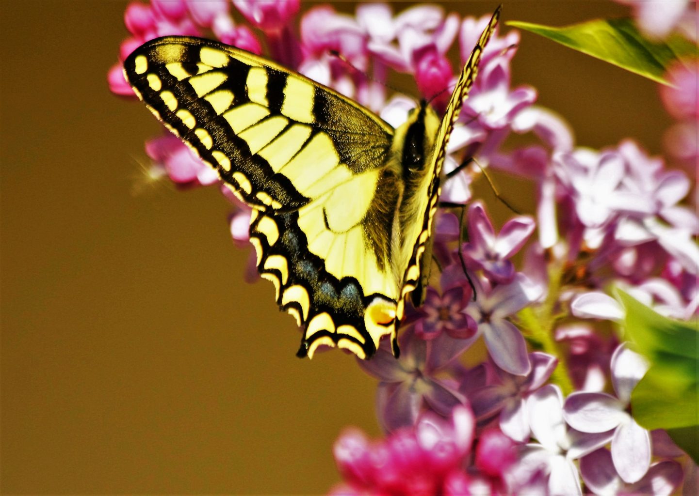 Valokuvaaja: terttu sormunen