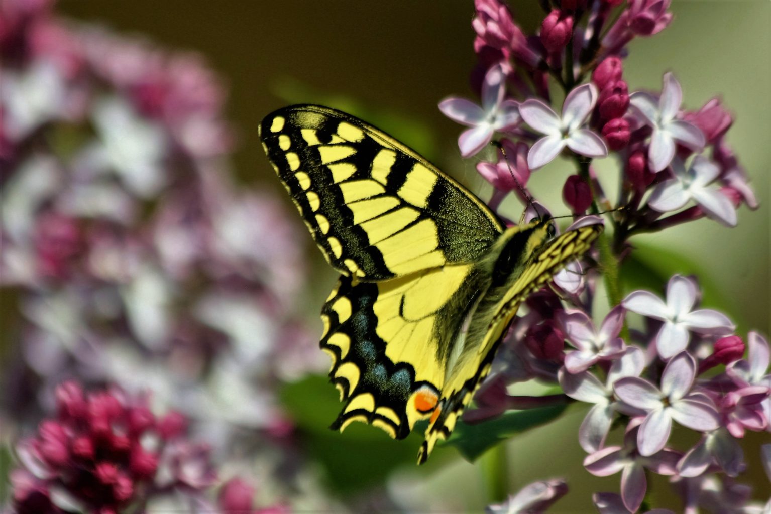Valokuvaaja: terttu sormunen