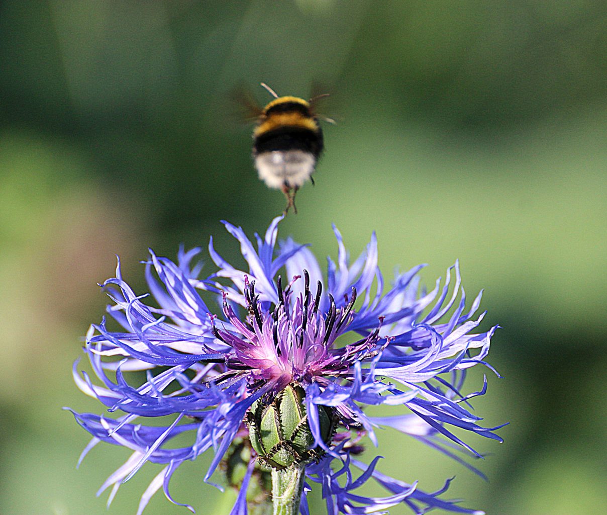 Valokuvaaja: Irja Lehtinen