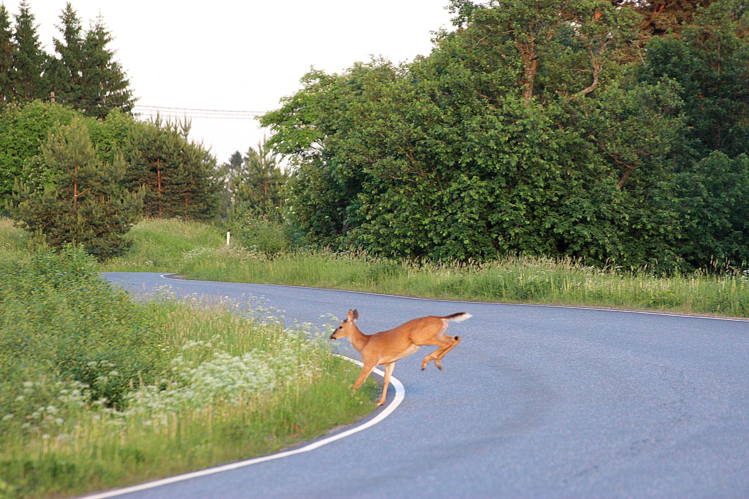 Valokuvaaja: Irja lehtinen