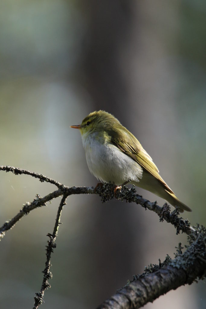 Valokuvaaja: Mika Puhakka Valokuvaaja: Mika Puhakka