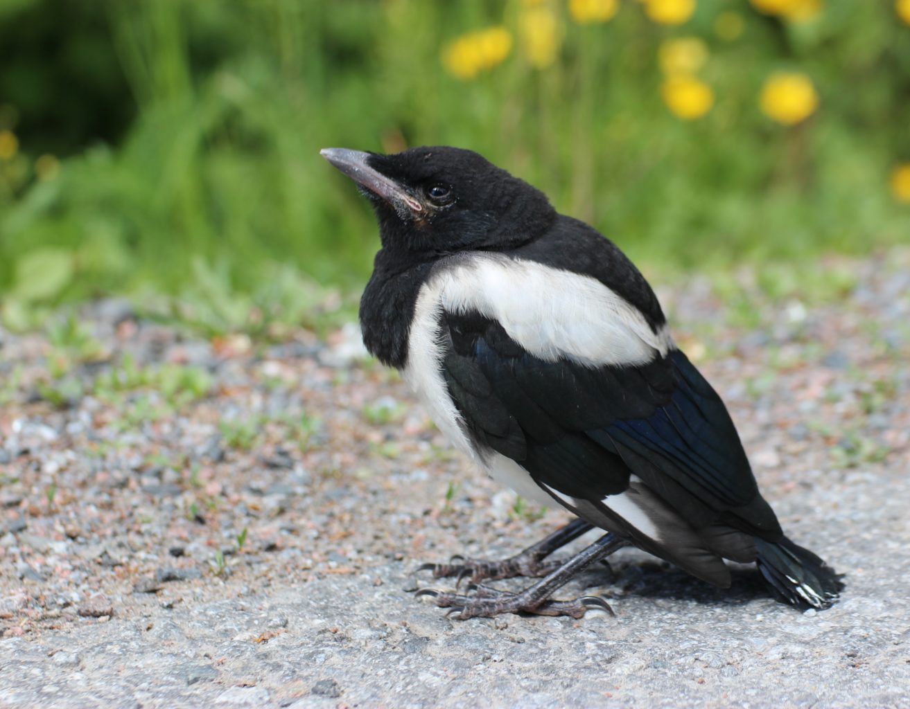 Valokuvaaja: Irja lehtinen