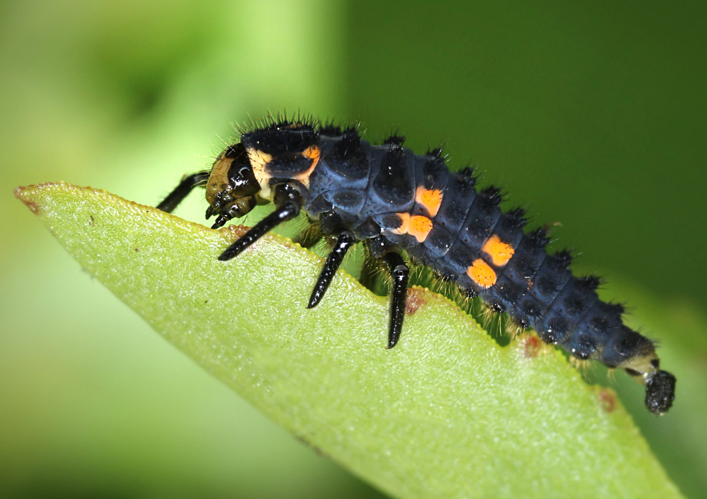 Valokuvaaja: Tarja Porkkala