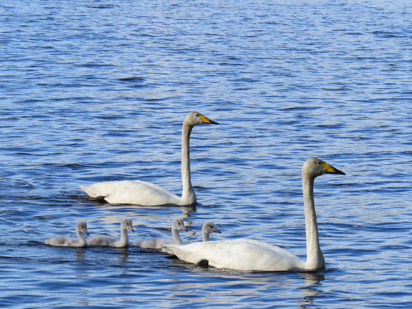 Valokuvaaja: Jaana Talvinen Valokuvaaja: Jaana Talvinen