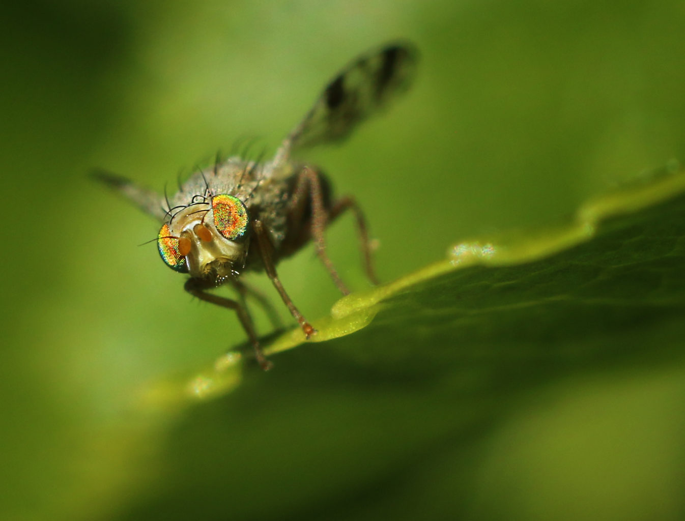 Valokuvaaja: Tarja Porkkala