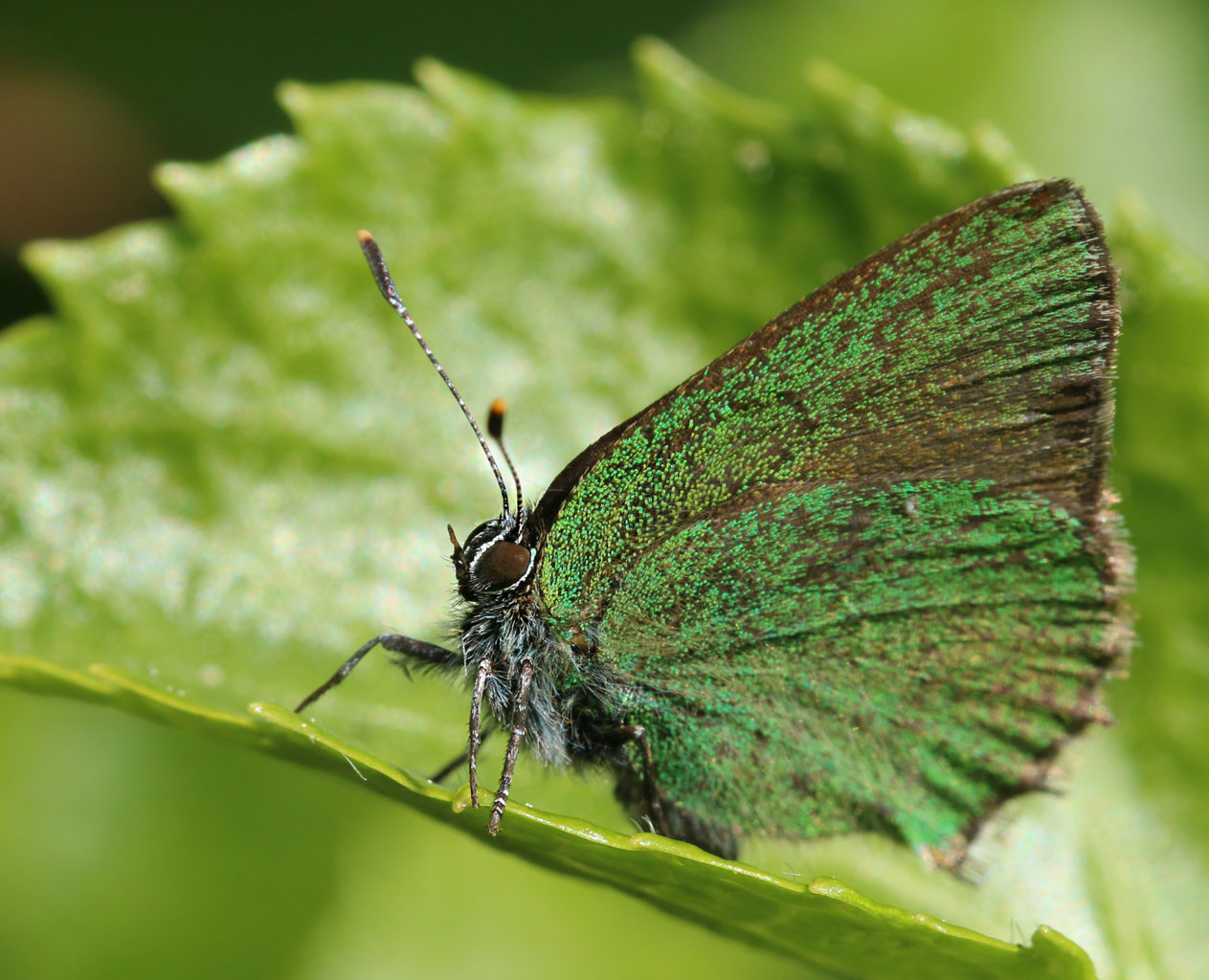 Valokuvaaja: Tarja Porkkala