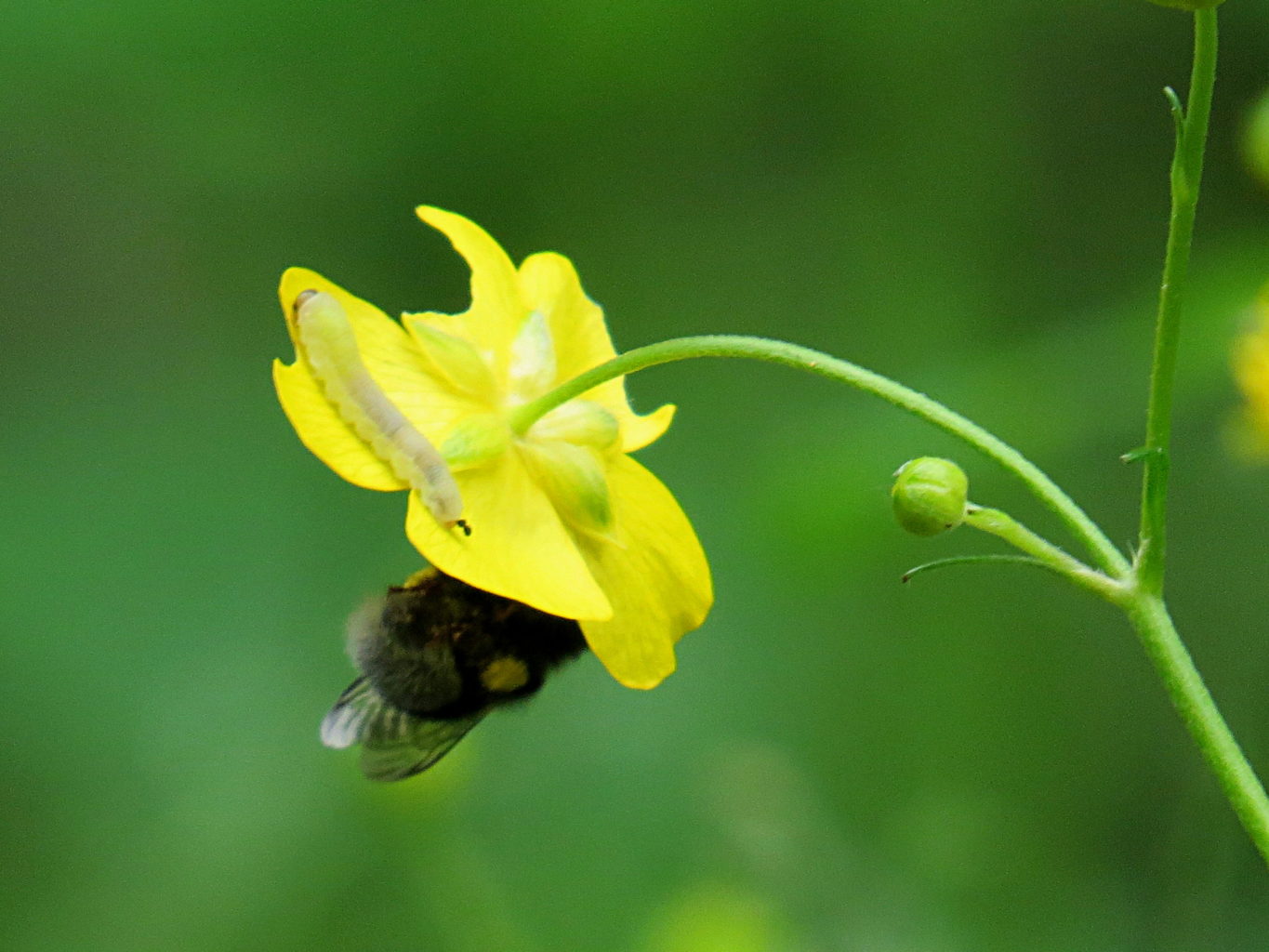 Valokuvaaja: Jaana Talvinen