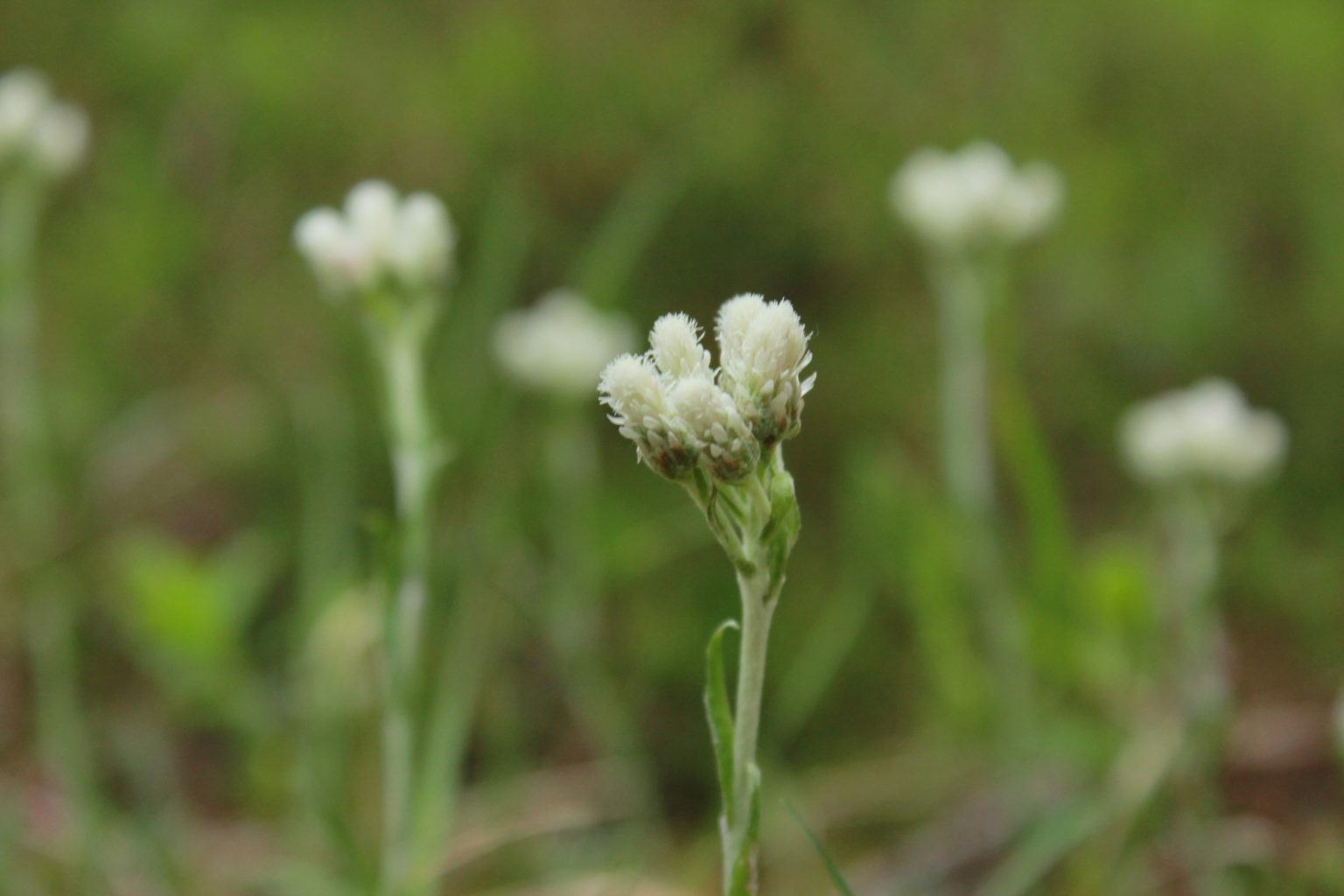 Valokuvaaja: Tanja Paakkanen