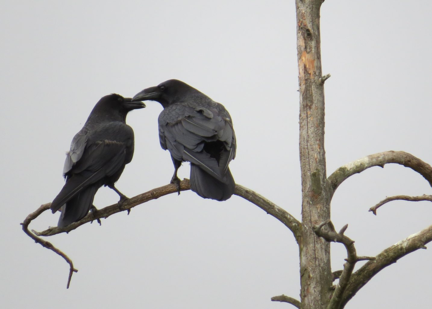 Valokuvaaja: Katri Himanen