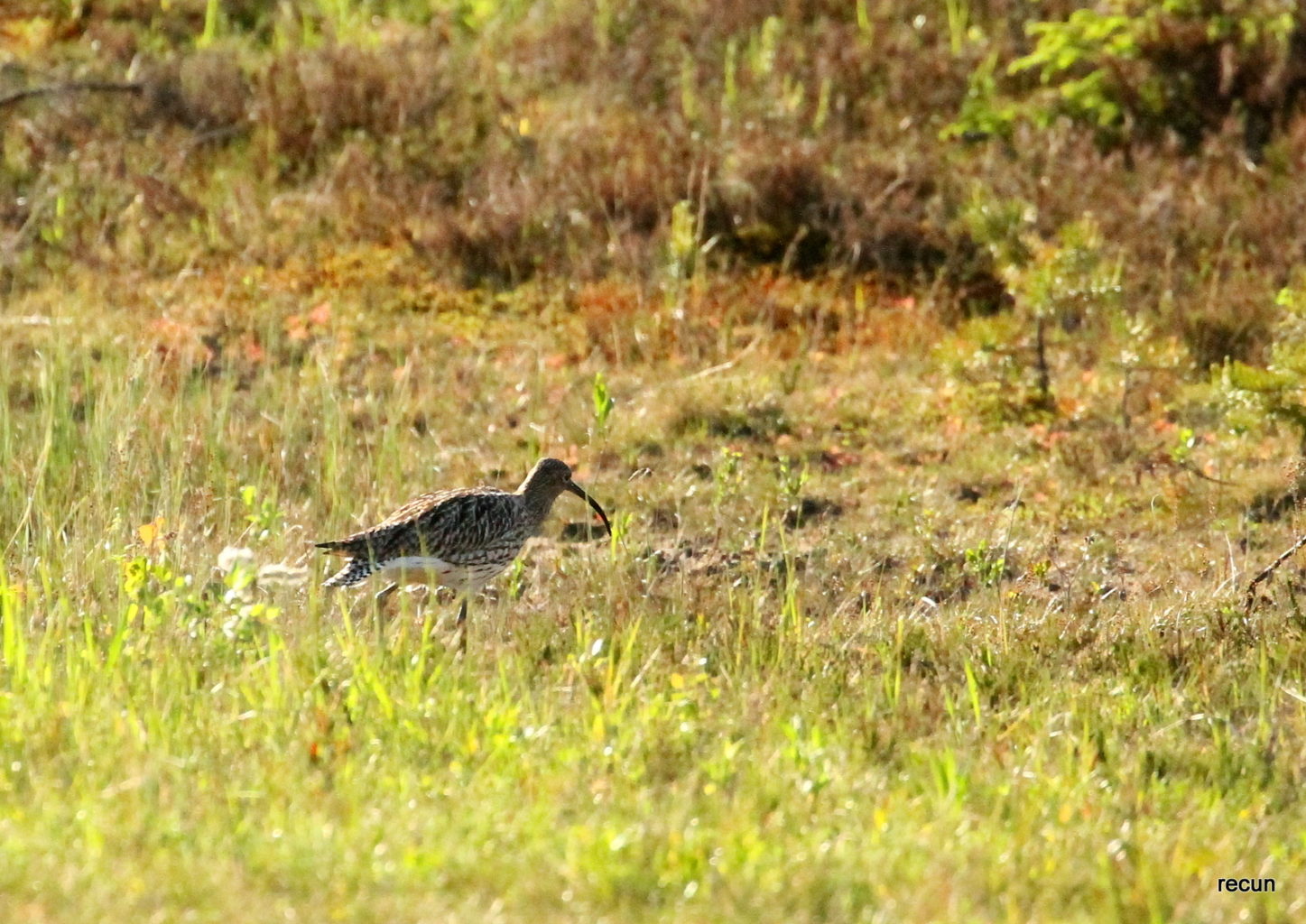Valokuvaaja: reijo lehtonen