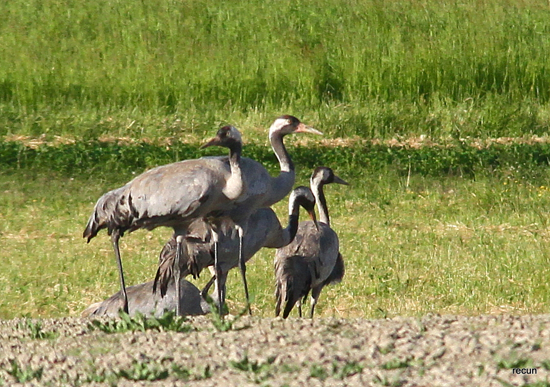 Valokuvaaja: reijo lehtonen Valokuvaaja: reijo lehtonen