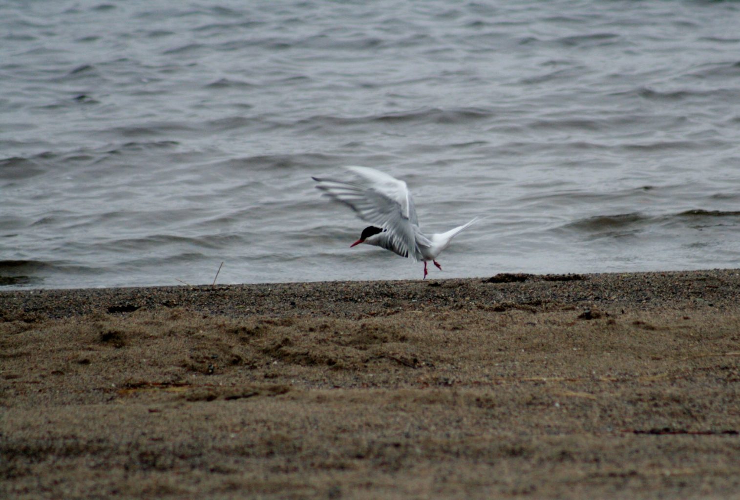 Valokuvaaja: Pirkko Siukonen