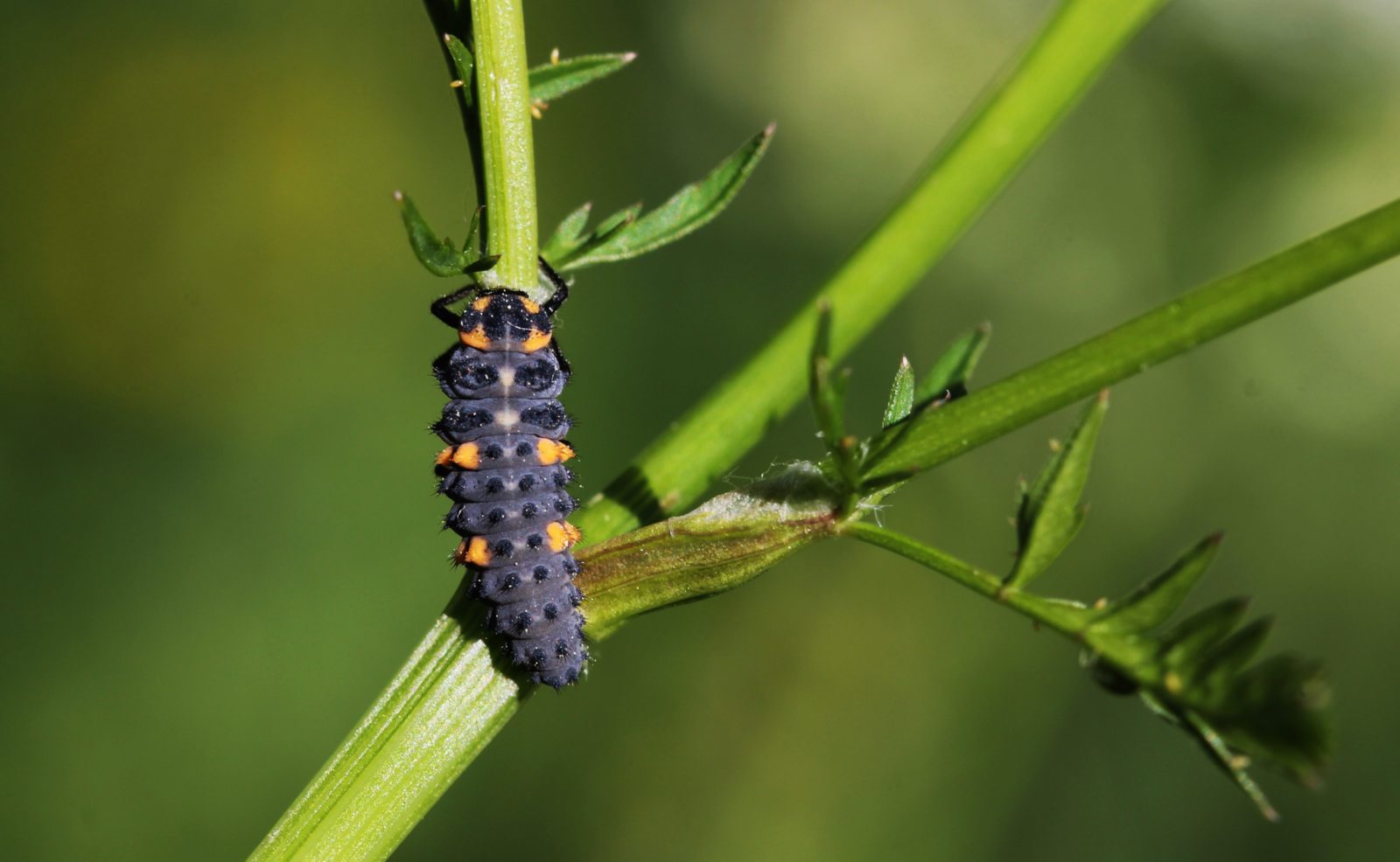 Valokuvaaja: Pirjo Hokkanen
