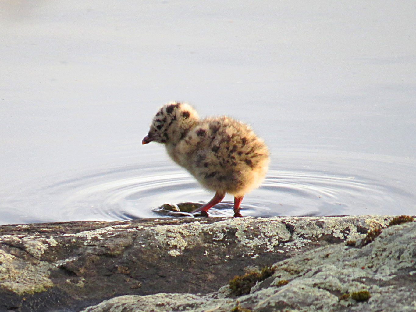 Valokuvaaja: Jaana Talvinen