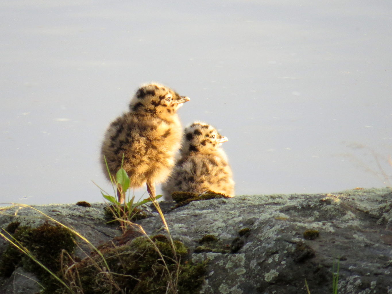 Valokuvaaja: Jaana Talvinen Valokuvaaja: Jaana Talvinen