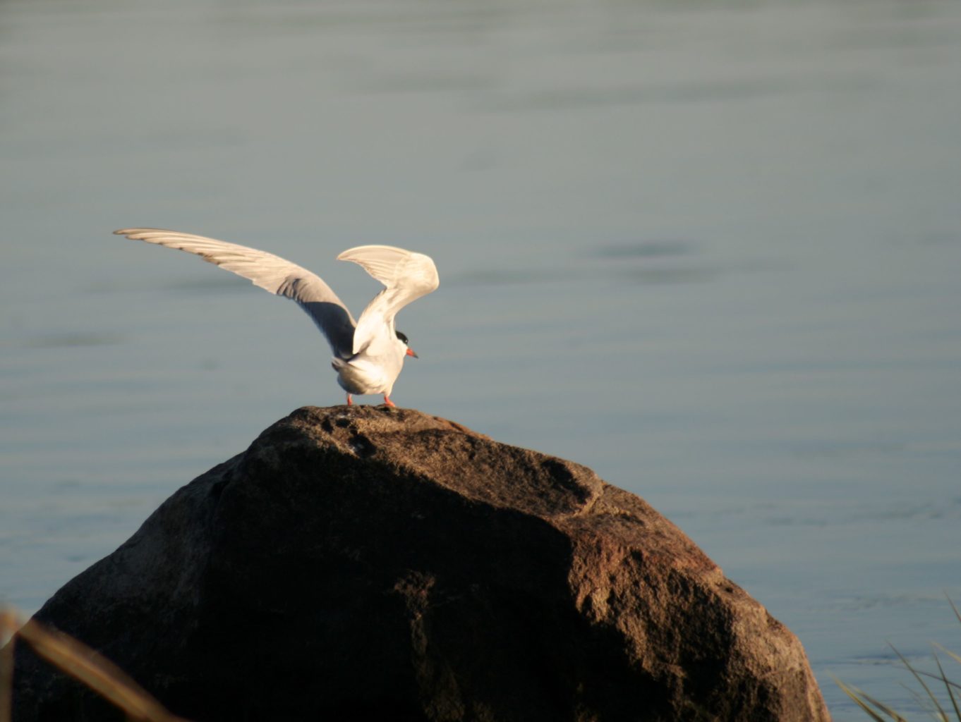Valokuvaaja: Pirkko Siukonen