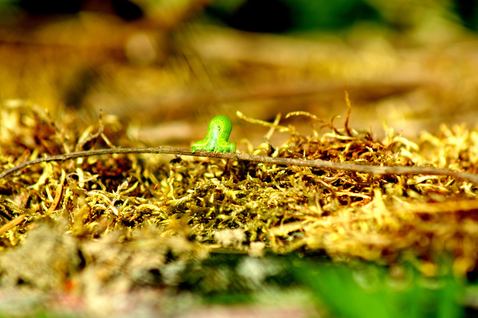 Valokuvaaja: Toni Asikainen