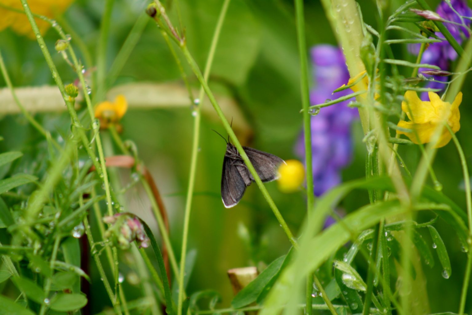 Valokuvaaja: Pirkko Siukonen