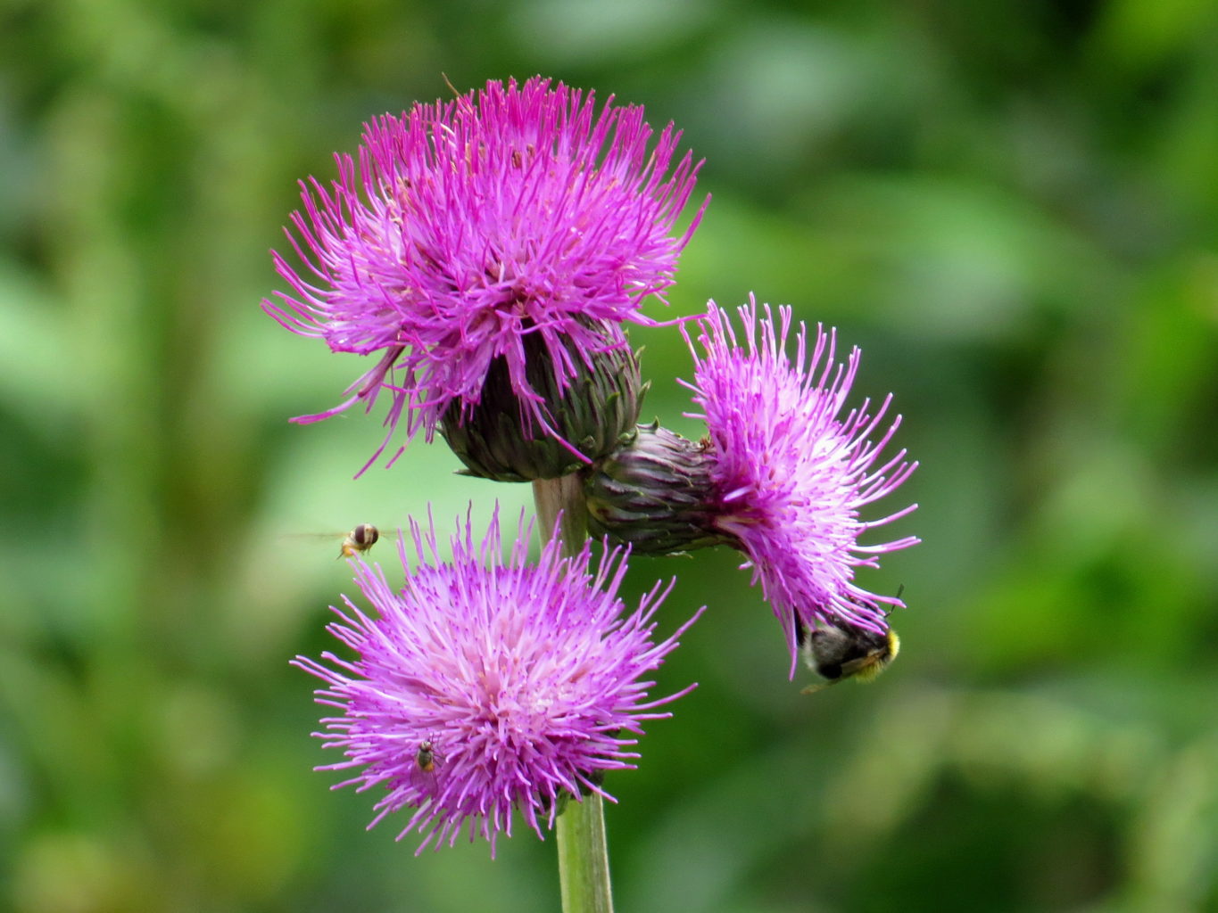 Valokuvaaja: Jaana Talvinen