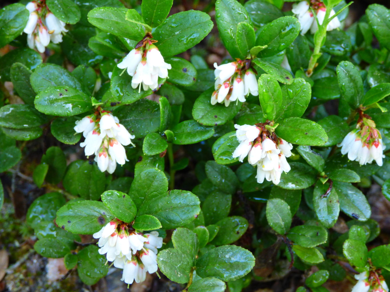 Valokuvaaja: Hannu Rissanen