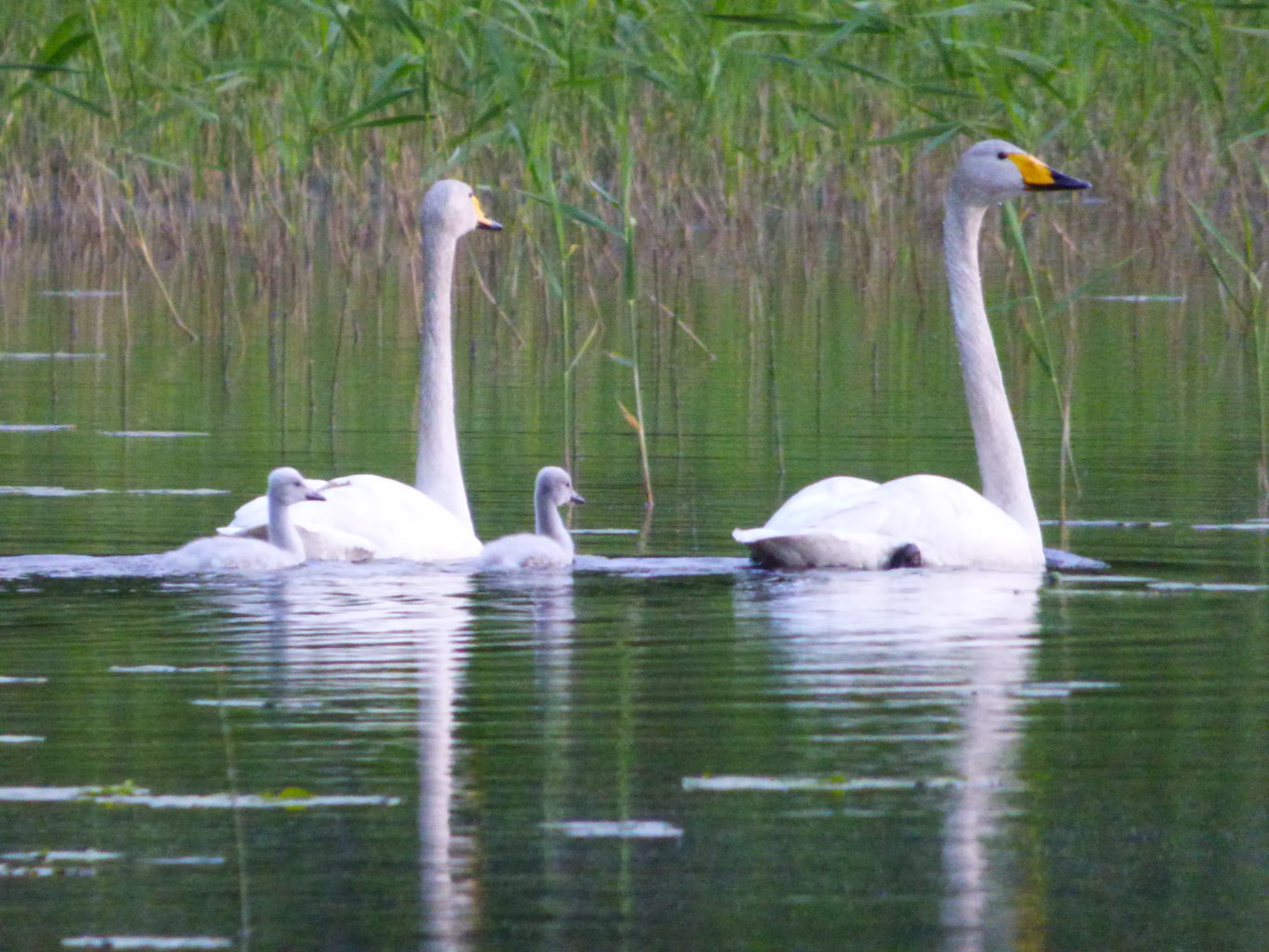 Valokuvaaja: Hannu Rissanen