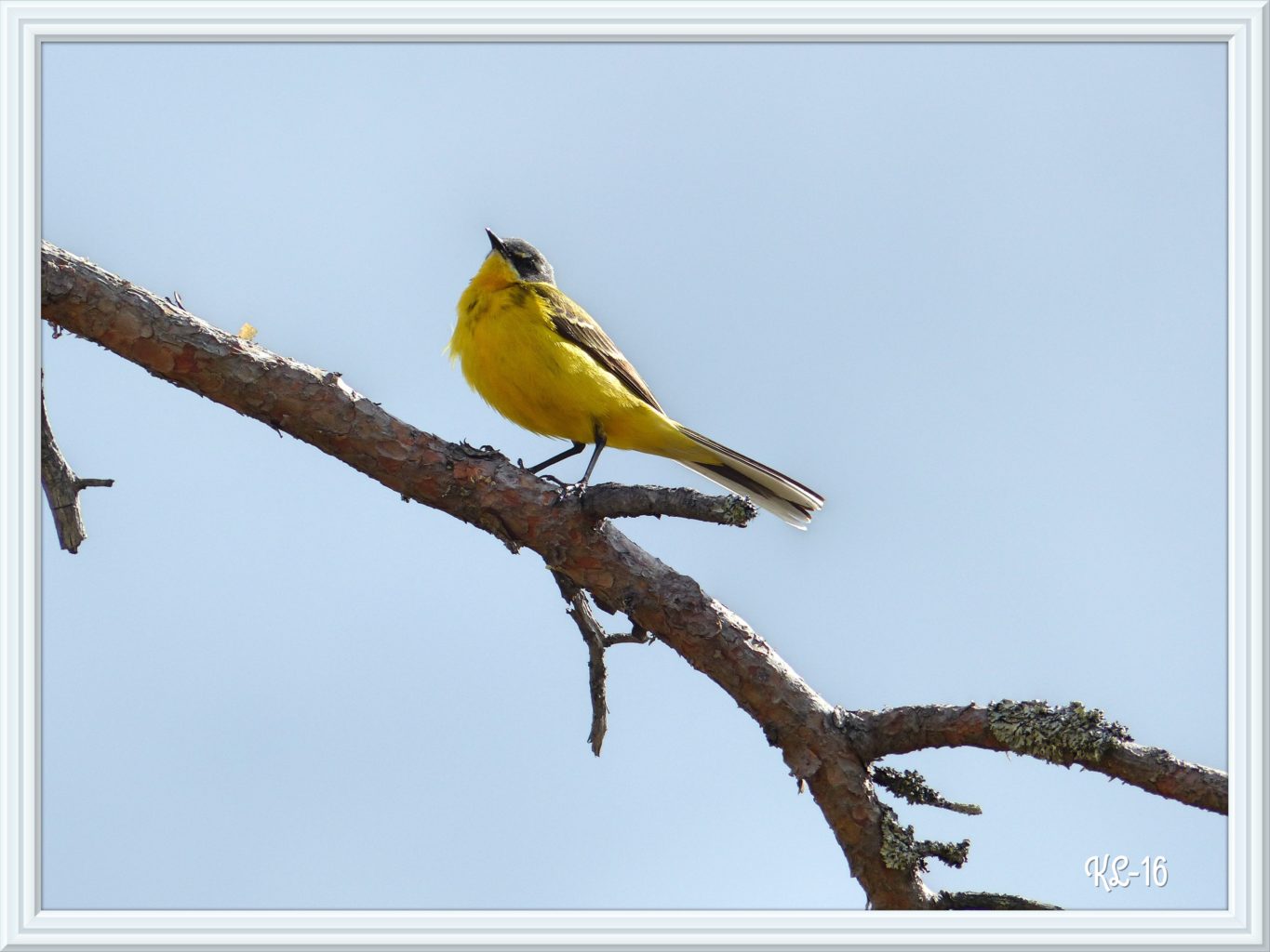 Valokuvaaja: Katri Lehtonen