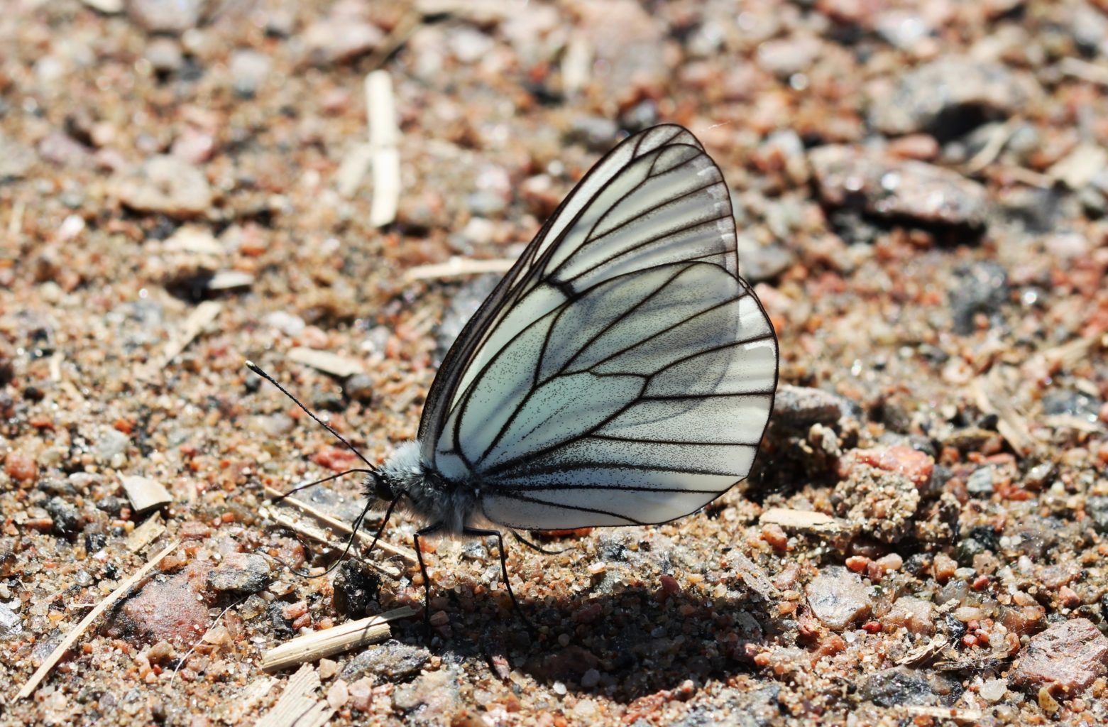 Valokuvaaja: Pirjo Hokkanen