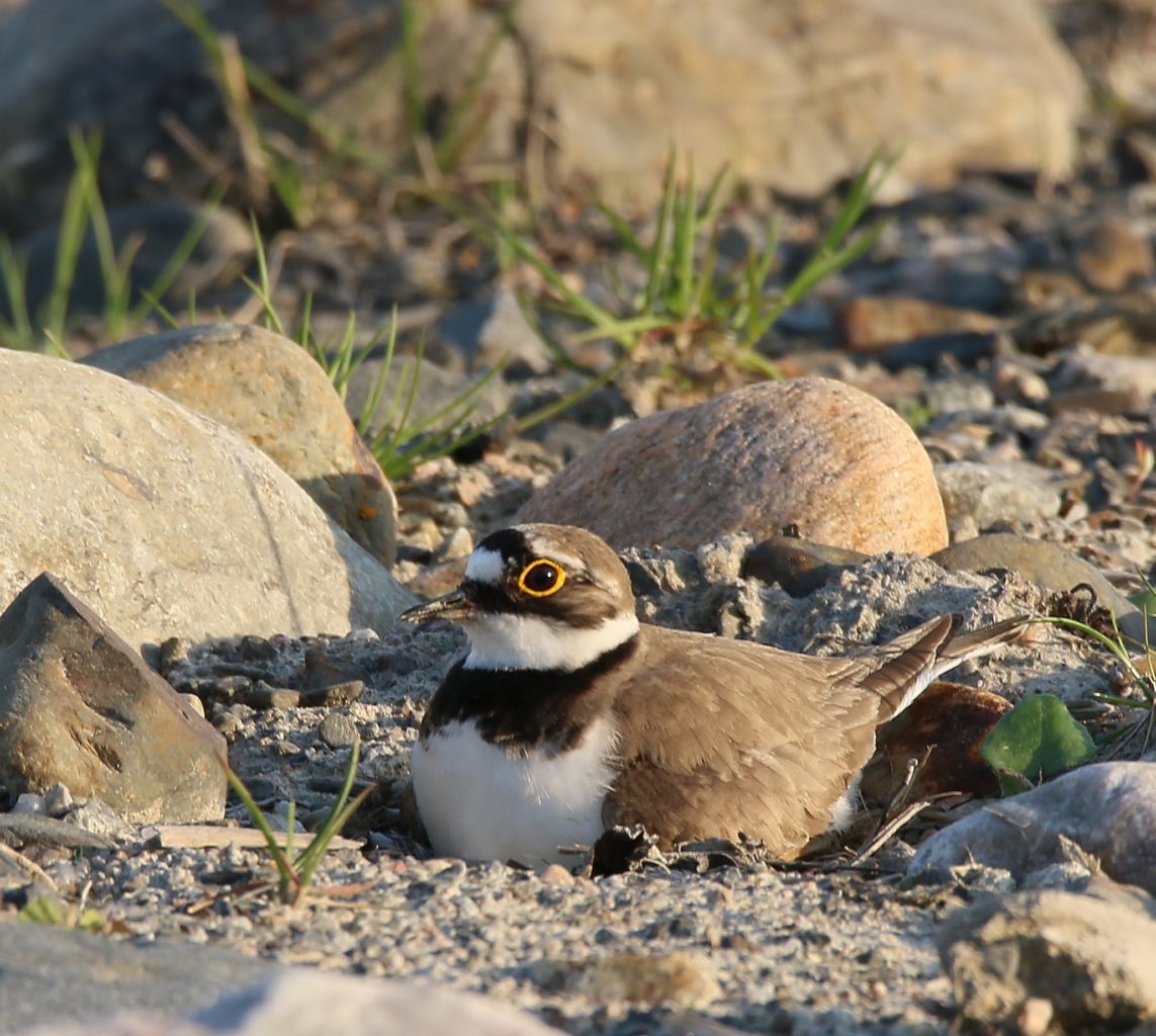 Valokuvaaja: Tuula Pirnes