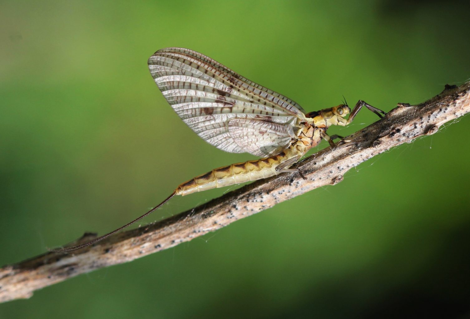 Valokuvaaja: Pirjo Hokkanen