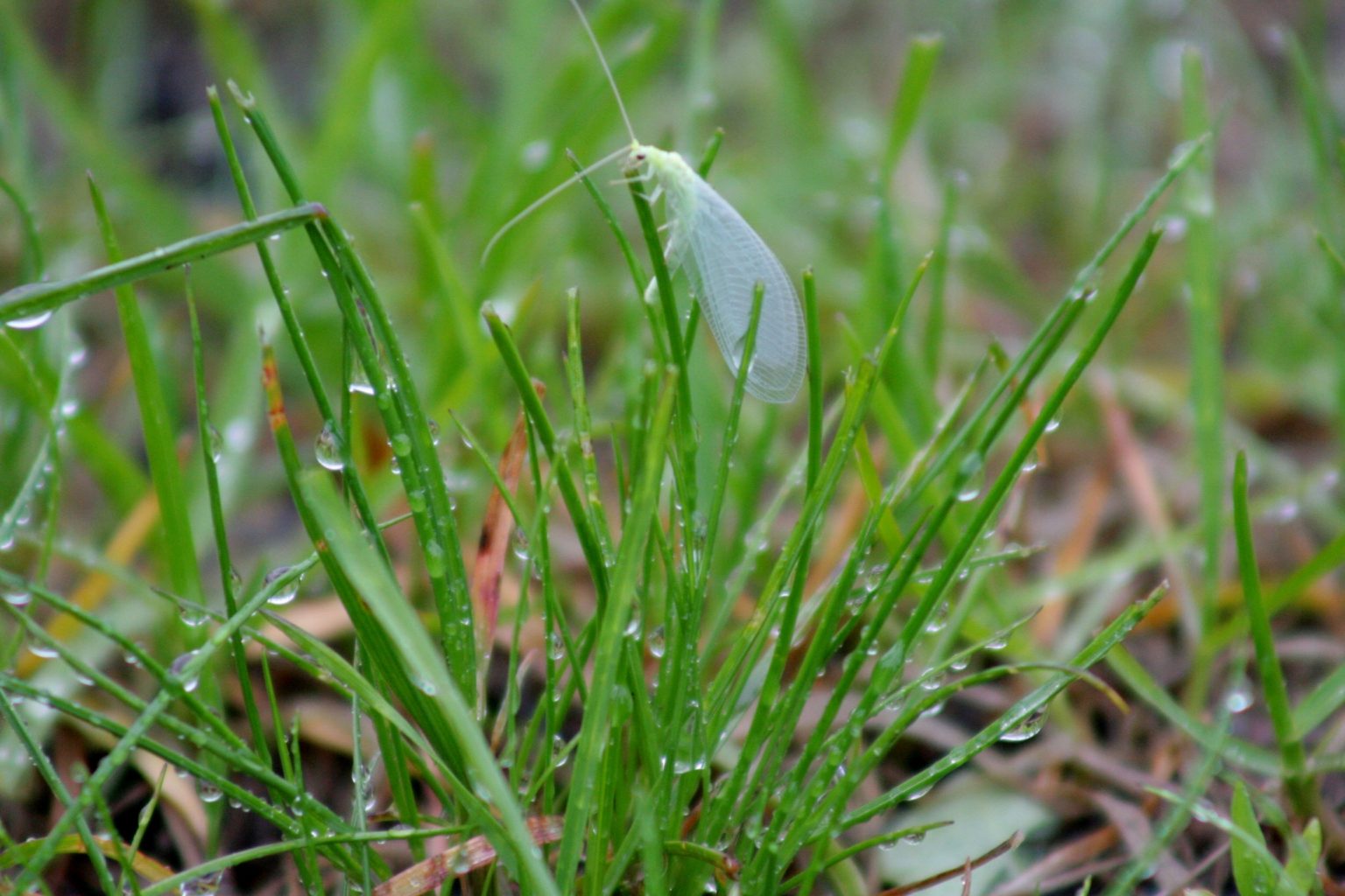 Valokuvaaja: Pirkko Siukonen