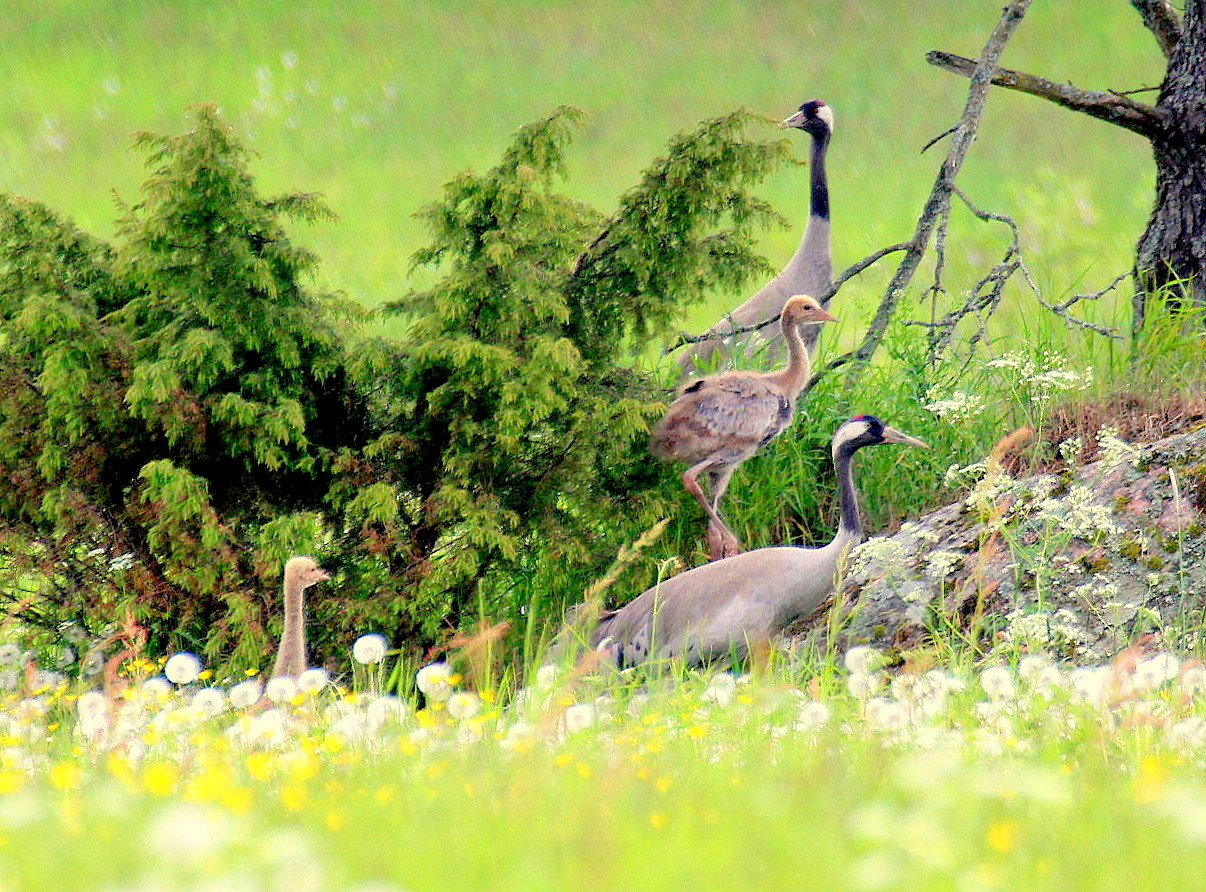 Valokuvaaja: Sirpa Jyske