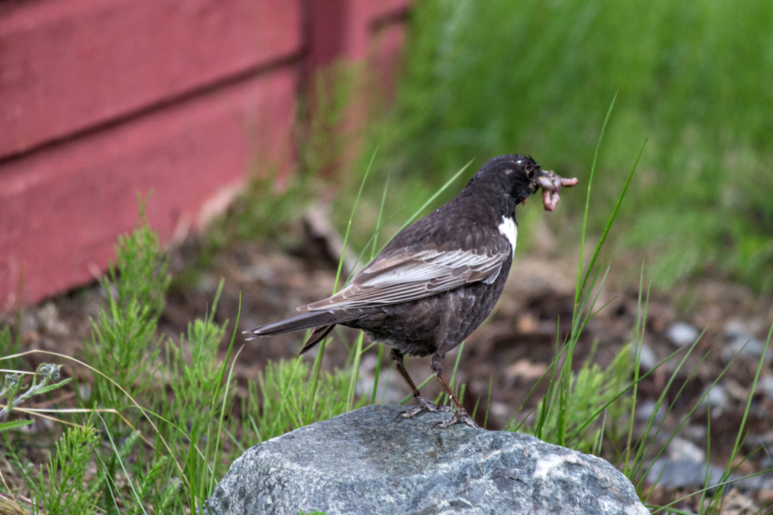Valokuvaaja: Katri Niskanen Valokuvaaja: Katri Niskanen
