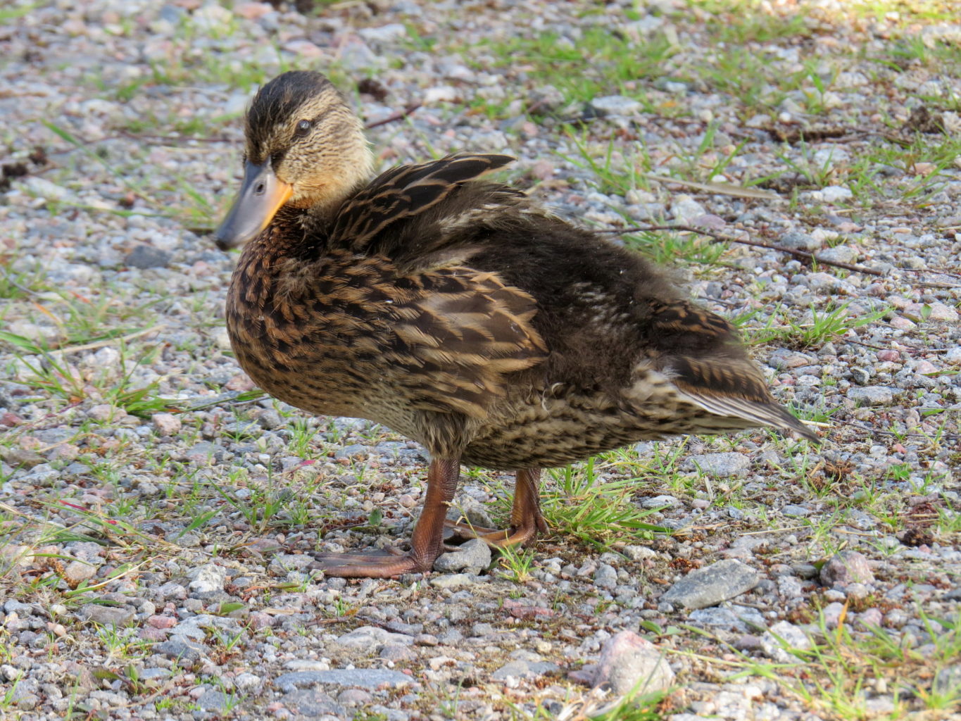 Valokuvaaja: Jaana Talvinen