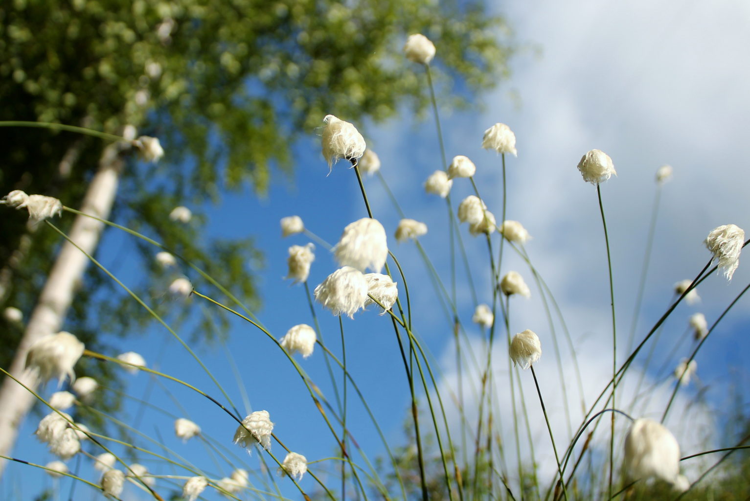 Valokuvaaja: Paula Savelius