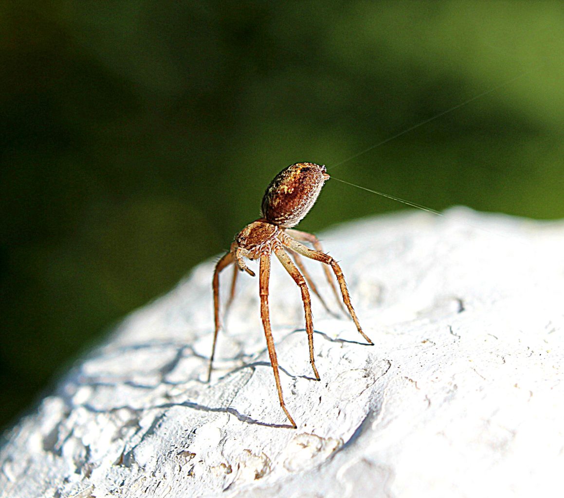 Valokuvaaja: Irja Lehtinen