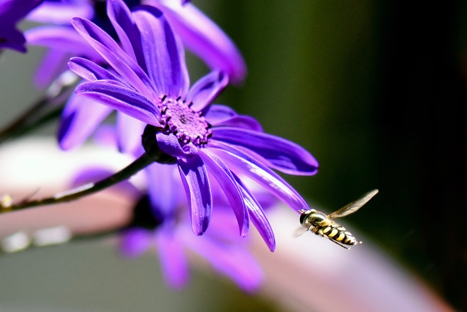 Valokuvaaja: Esko Pihl