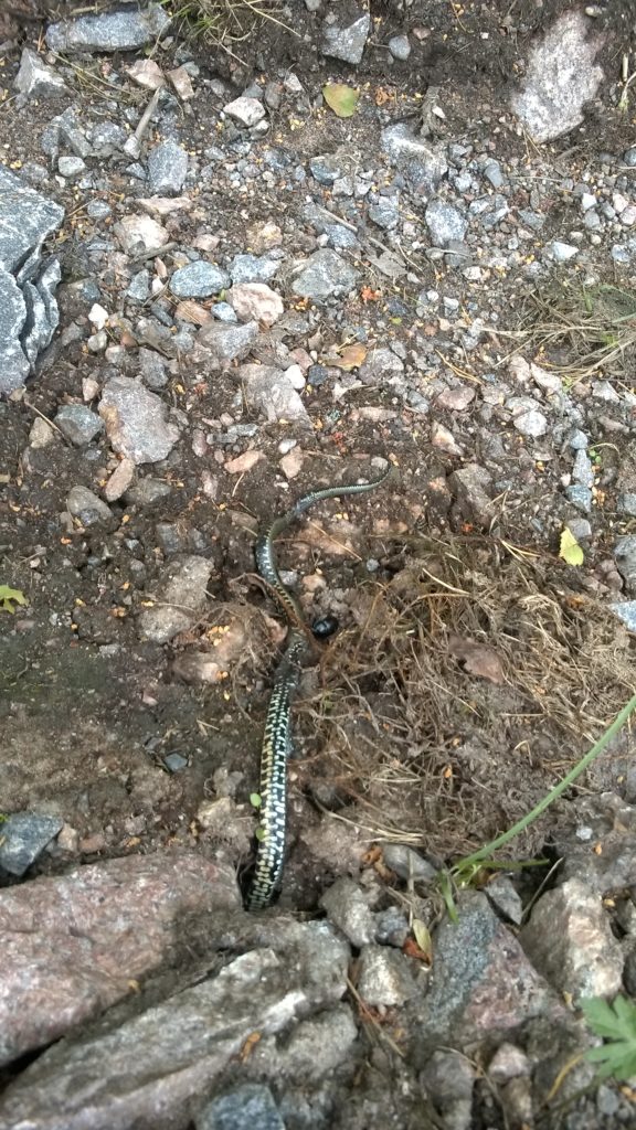 Valokuvaaja: Mia Westerholm