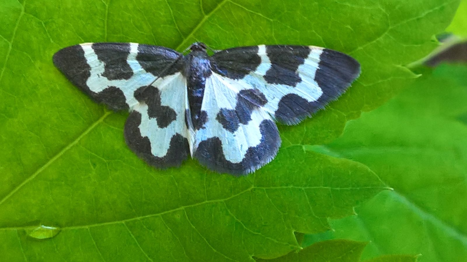 Valokuvaaja: Eija Johanna Saastamoinen Valokuvaaja: Eija Johanna Saastamoinen